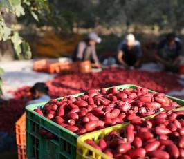 موسم التمور في دير البلح وسط قطاع غزة (15)