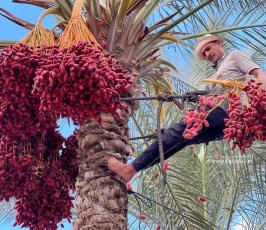 موسم جني البلح وسط قطاع غزة (10)