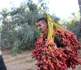 موسم التمور في دير البلح وسط قطاع غزة (3)