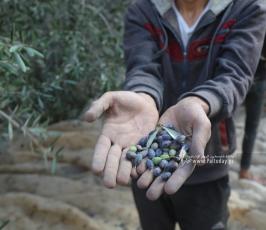 جني محصول الزيتون فى قريه المصدر (7)