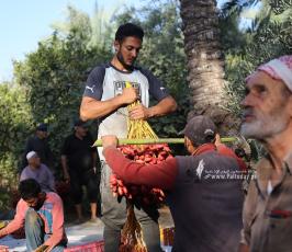 موسم التمور في دير البلح وسط قطاع غزة (13)