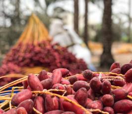 موسم جني البلح وسط قطاع غزة (2)