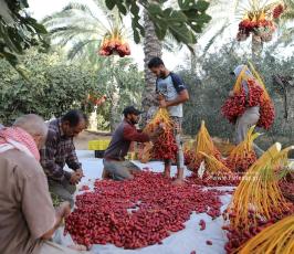 موسم التمور في دير البلح وسط قطاع غزة (2)