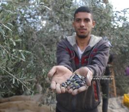 جني محصول الزيتون فى قريه المصدر (6)