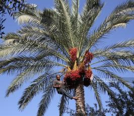 موسم التمور في دير البلح وسط قطاع غزة (16)