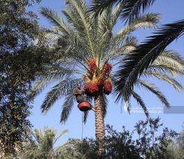 موسم التمور في دير البلح وسط قطاع غزة (17)