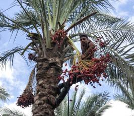 موسم جني البلح وسط قطاع غزة (1)