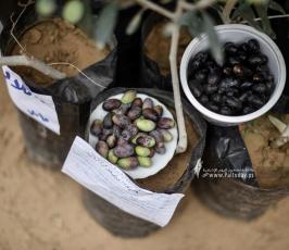 معرض الزيت الوطني (1)