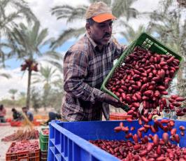 موسم جني البلح وسط قطاع غزة (7)