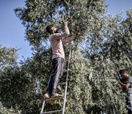 زيتون 2022 (2)