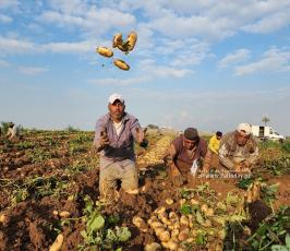 بدء حصاد البطاطا البرية من المحاصيل الزراعية في بيت حانون شمال قطاع غزة (12)