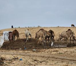 حياة البادية في غزة (14)