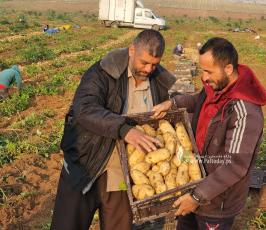 بدء حصاد البطاطا البرية من المحاصيل الزراعية في بيت حانون شمال قطاع غزة (2)
