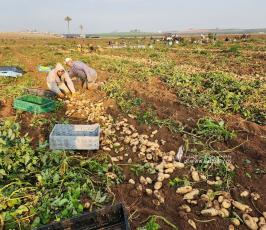 بدء حصاد البطاطا البرية من المحاصيل الزراعية في بيت حانون شمال قطاع غزة (3)