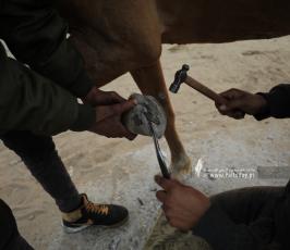 مهنة البيطار .. مهنة لا يعرفها سوى أصحاب الخيول (2)