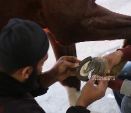 مهنة البيطار .. مهنة لا يعرفها سوى أصحاب الخيول (8)