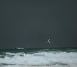 منخفض الجوي على شاطئ بحر مدينة غزة (1)