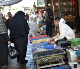 سمك المنخفض (12)