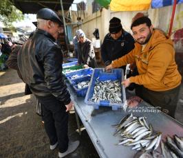 سمك المنخفض (13)