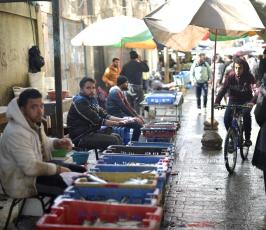 سمك المنخفض (5)
