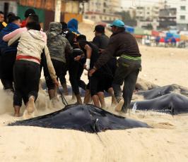 سمك الوطواطيغزو شاطئ قطاع غزة (8)