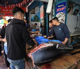 اسماك السردينة تغزو بحر القطاع وسط انخفاض اسعارها (7)