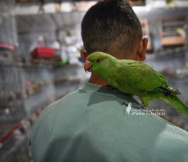 سوق الطيور (19)