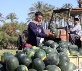  موسم قطف البطيخ في قطاع غزة (6)