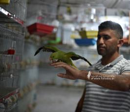 سوق الطيور (2)