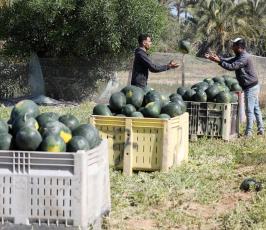  موسم قطف البطيخ في قطاع غزة (2)