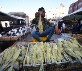 فسيخ (6)