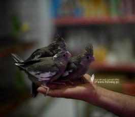 سوق الطيور (3)