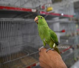 سوق الطيور (15)