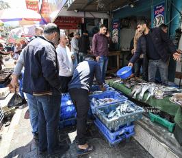 اسماك السردينة تغزو بحر القطاع وسط انخفاض اسعارها (6)