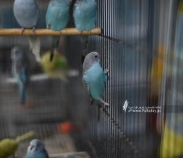 سوق الطيور (26)