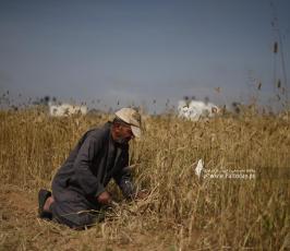 قمح (14)