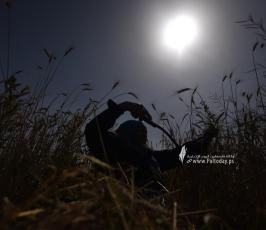 قمح (3)