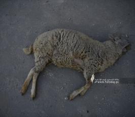 عبيد (13)