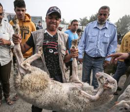 إقبال على شراء الماشية لعيد الأضحى في سوق الحلال بمنطقة الشجاعية شرق قطاع غزة (7)
