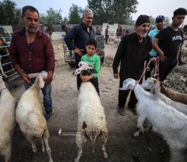 إقبال على شراء الماشية لعيد الأضحى في سوق الحلال بمنطقة الشجاعية شرق قطاع غزة (3)