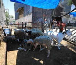  استعدادات المواطنين بمدينة غزة  لاستقبال عيد الأضحى المبارك  (9)
