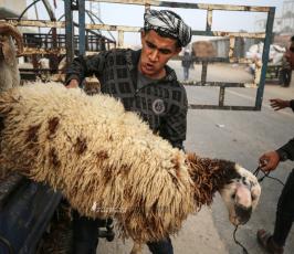 إقبال على شراء الماشية لعيد الأضحى في سوق الحلال بمنطقة الشجاعية شرق قطاع غزة (2)