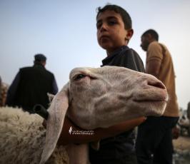 إقبال على شراء الماشية لعيد الأضحى في سوق الحلال بمنطقة الشجاعية شرق قطاع غزة (10)