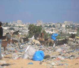 النبش في القمامة.. مهنة جديدة لفقراء غزة (6)