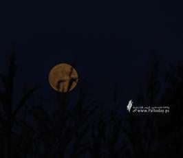  القمر من سماء قطاع غزة  هذا المساء (6)