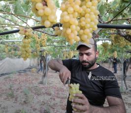 موسم قطف العنب في قطاع غزة (2)