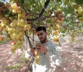 موسم قطف العنب في قطاع غزة (9)