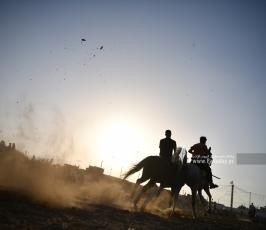 صابية الخيل (13)
