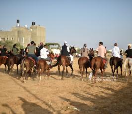 صابية الخيل (3)