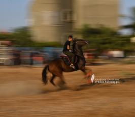 صابية الخيل (10)